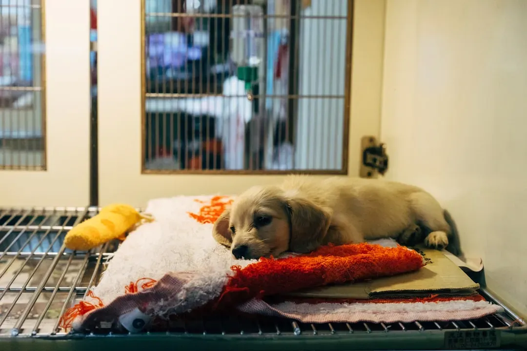 Who Actually Steps In? Family, Neighbors, Shelters and the System Gap (Image Credits: Unsplash)