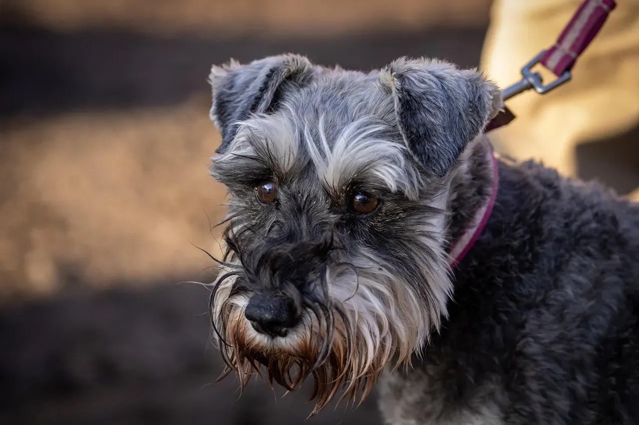 Fox Terrier (Image Credits: Pixabay)