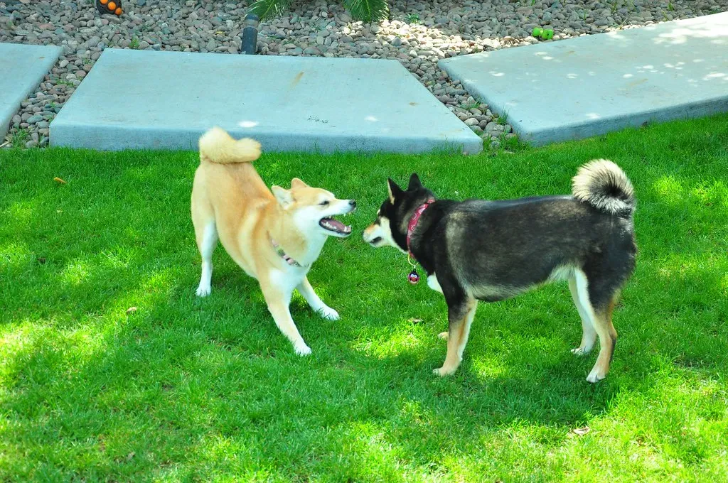 How You Can Use This Knowledge in Multi-Dog Play (_tar0_, Flickr, CC BY 2.0)