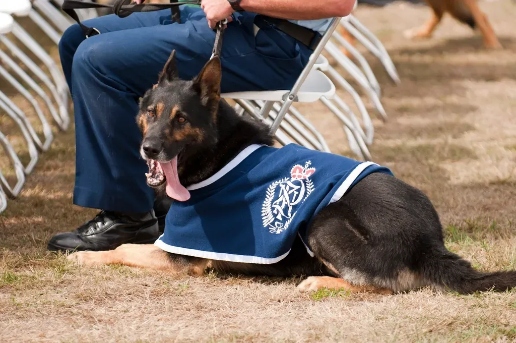 The Science Behind Canine Memory (Image Credits: Rawpixel)