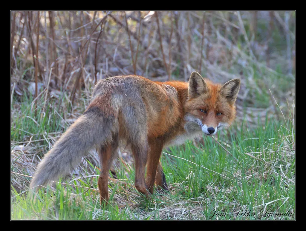The Full Vocal Repertoire of Foxes (Image Credits: Flickr)