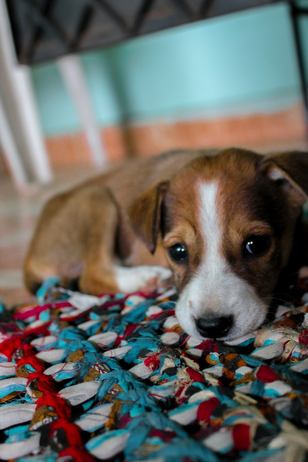 Why Some Dogs Stay Despite Abuse (Image Credits: Unsplash)