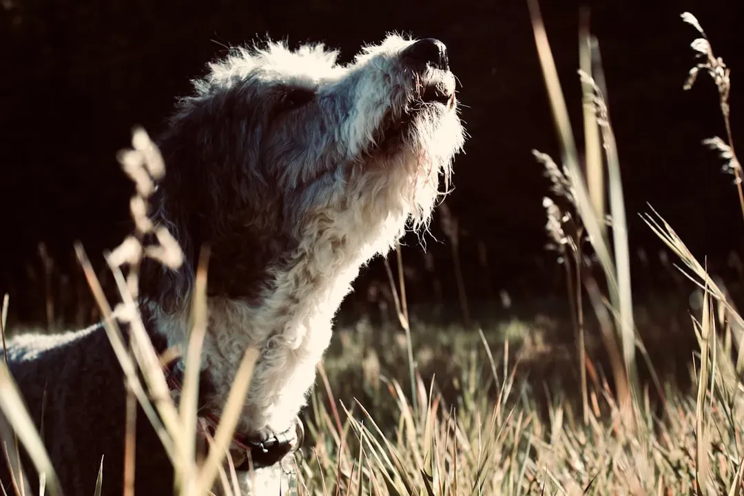 Intensity Of Smells: When The Breeze Turns The Volume Up Or Down (Image Credits: Unsplash)