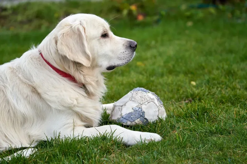 The Science Behind Canine Grief (Image Credits: Pexels)