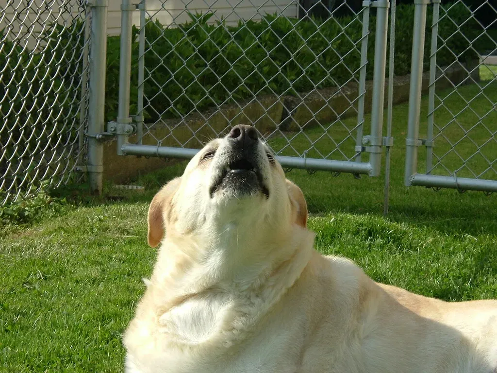 Sirens and Emergency Vehicle Sounds (Image Credits: Flickr)