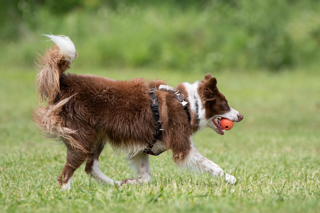 Why These Breeds Excel At Training (Image Credits: Unsplash)
