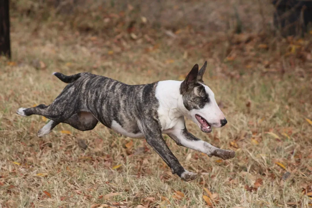 Miniature Bull Terrier (Image Credits: Unsplash)