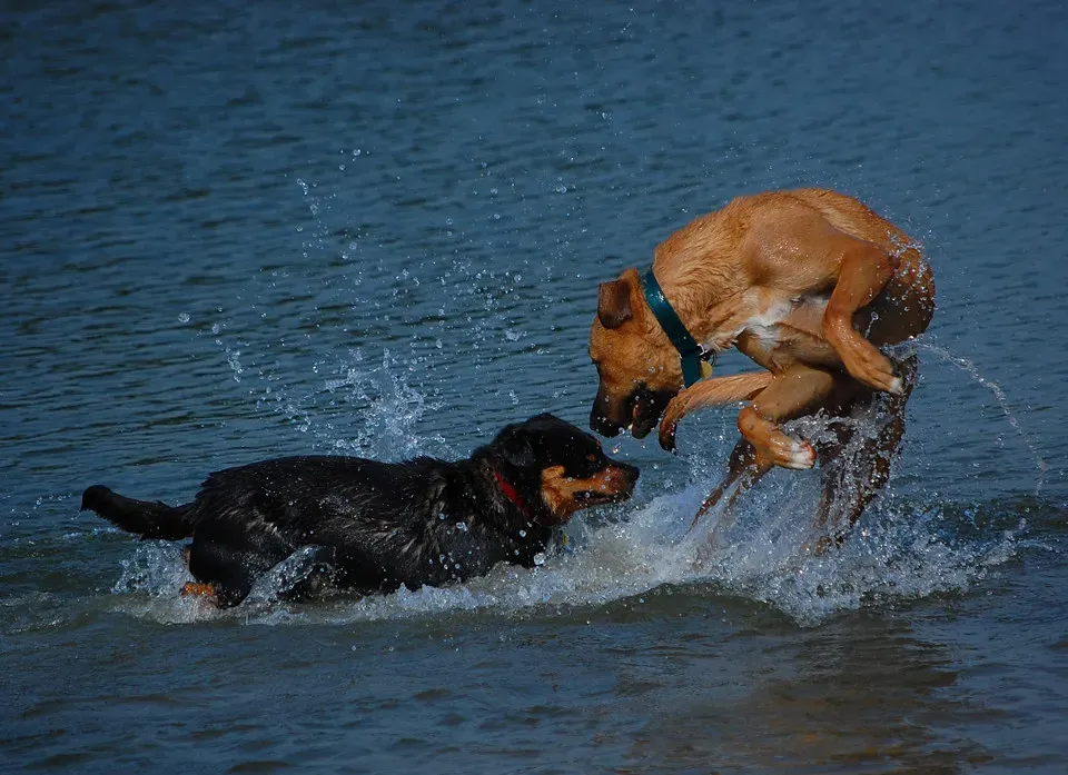 Why Understanding the Play Bow Should Change How We See Dogs (Steve @ the alligator farm, Flickr, CC BY-SA 2.0)