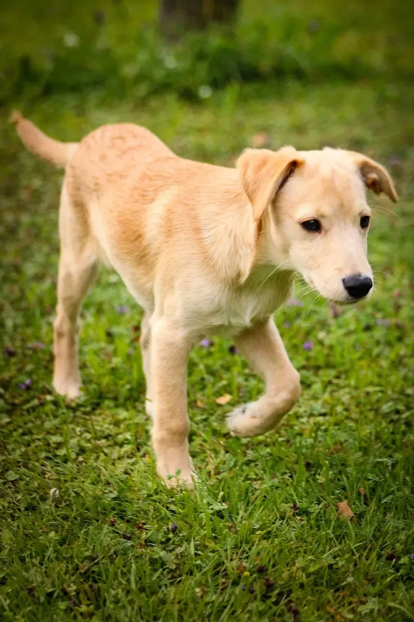 1. When You Change Your Walking Pace Around the House (Image Credits: Pixabay)