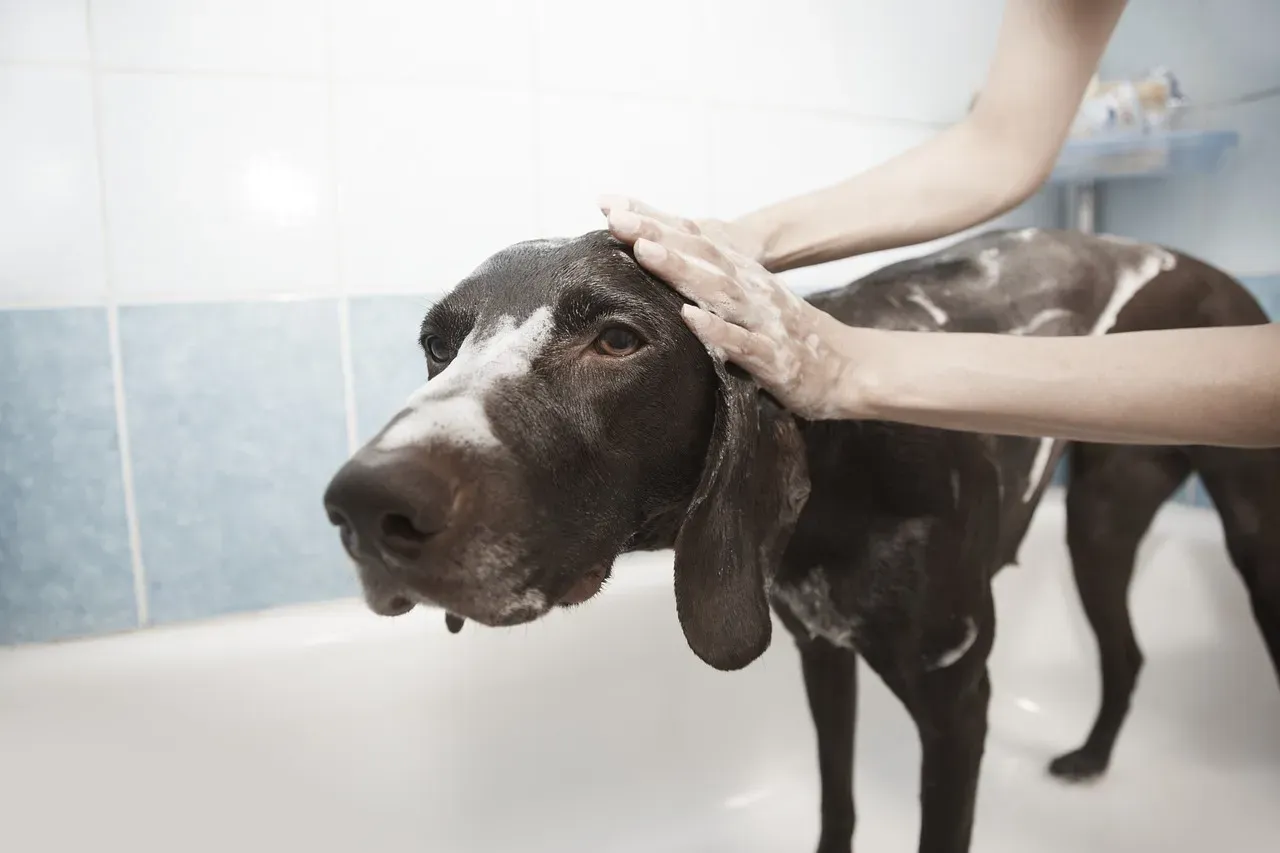 Bath Time Gone Wrong: The Shocking Truth About How Often You Should Wash Your Dog (Image Credits: Pixabay)