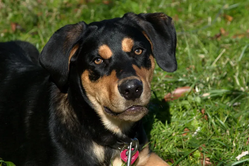 Making Your Final Decision (Image Credits: Flickr)