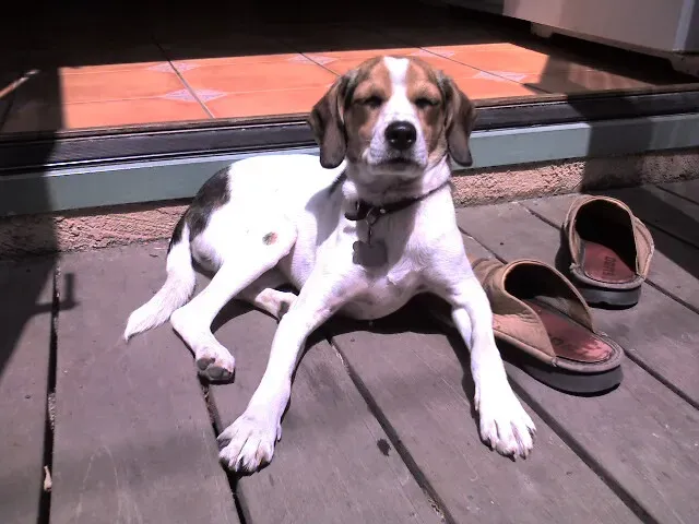 Macadamia Nuts: Toxic and Troublesome (Image Credits: Flickr)