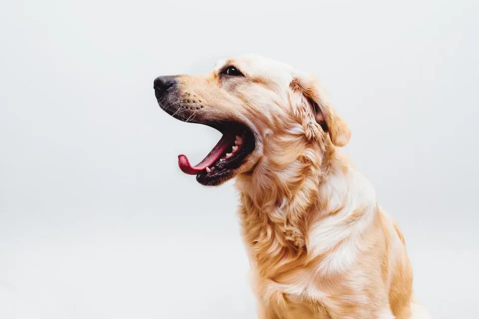 #2: Yawning at the Wrong Moment (Image Credits: Stocksnap)