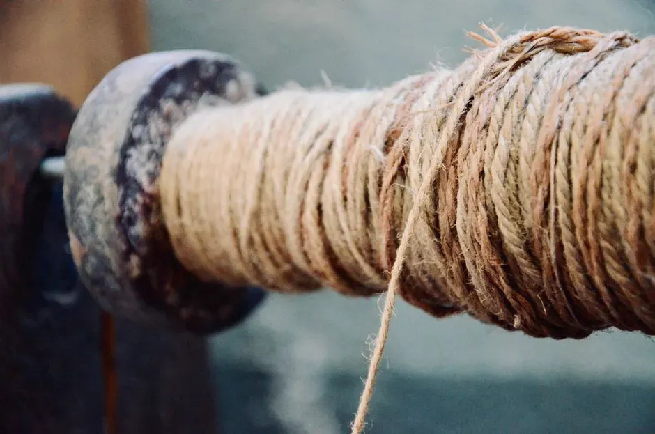 #10 - Border Collie: Genius Brain, Fuzzy Paper Trail (Image Credits: Pexels)