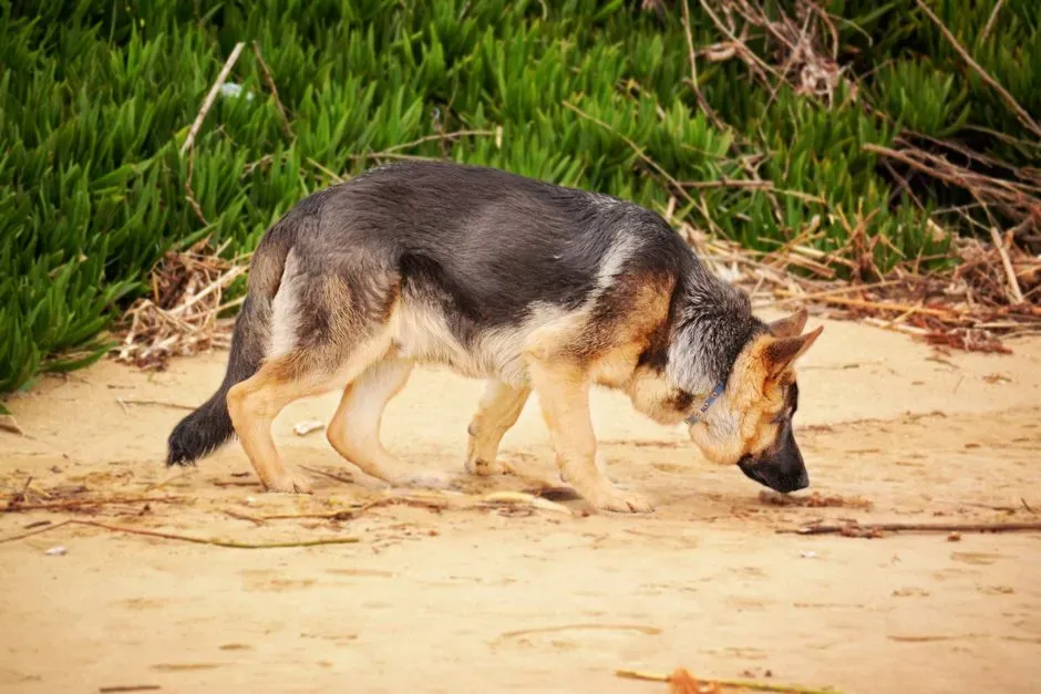 German Shepherd: The Intense Protector That Notices Everything (Image Credits: Pexels)