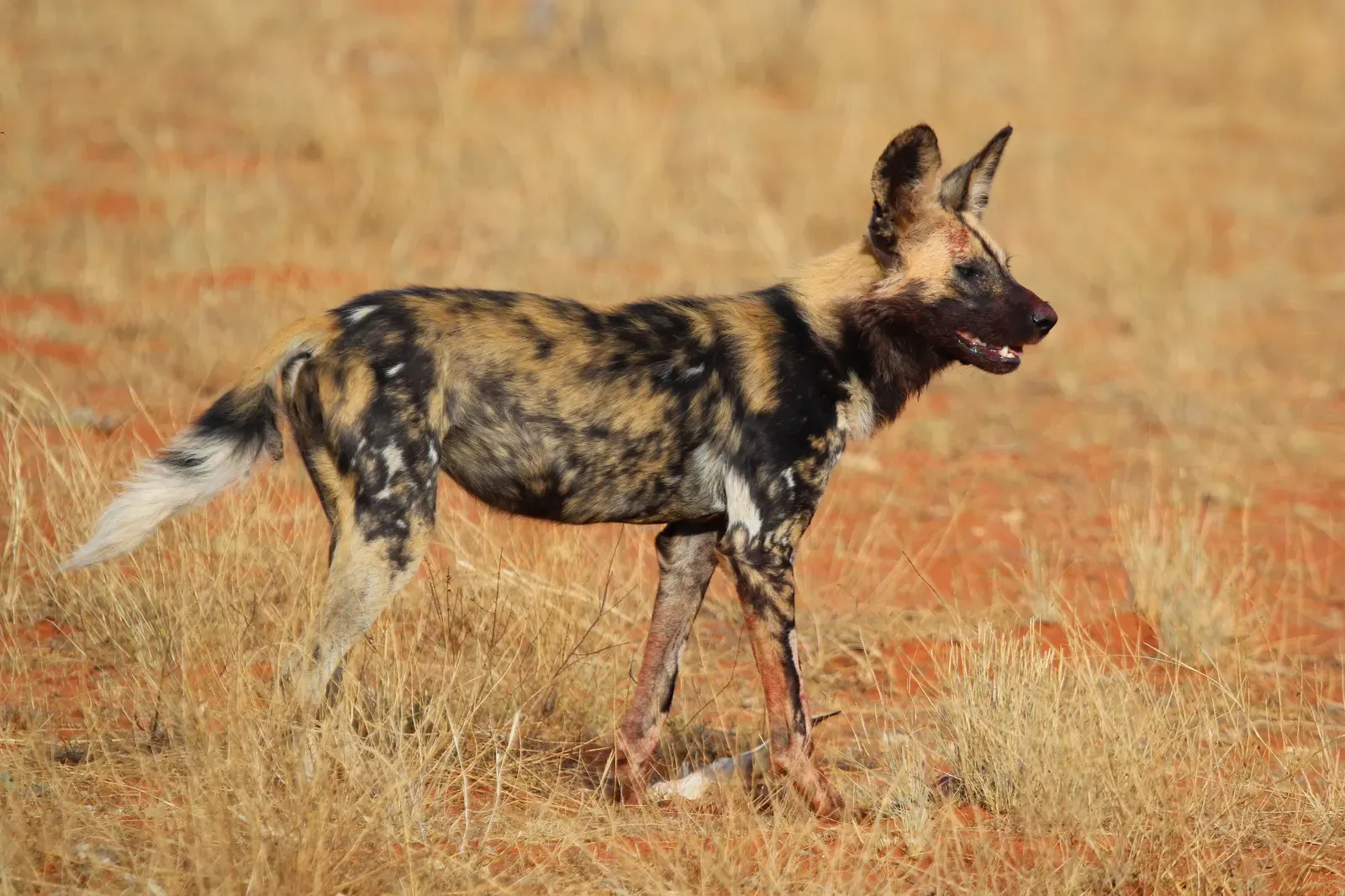 Other Animals That “Vote” and What Makes Wild Dogs Special (Own work, from Sharp Photography, sharpphotography, CC BY-SA 4.0)