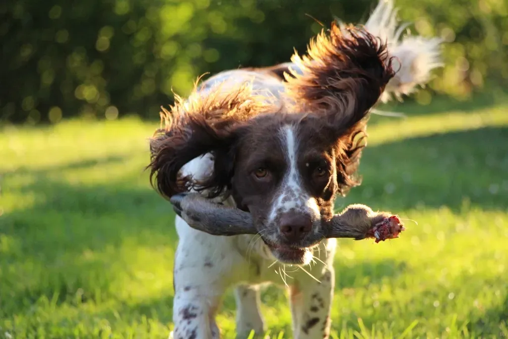 Springer Spaniel (Image Credits: Rawpixel)