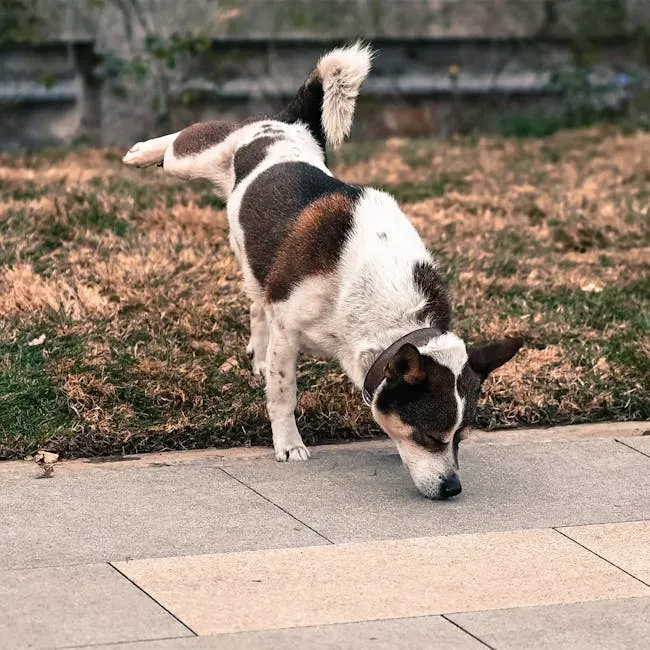 3. Rushing Them Through Their Walk (Image Credits: Pexels)