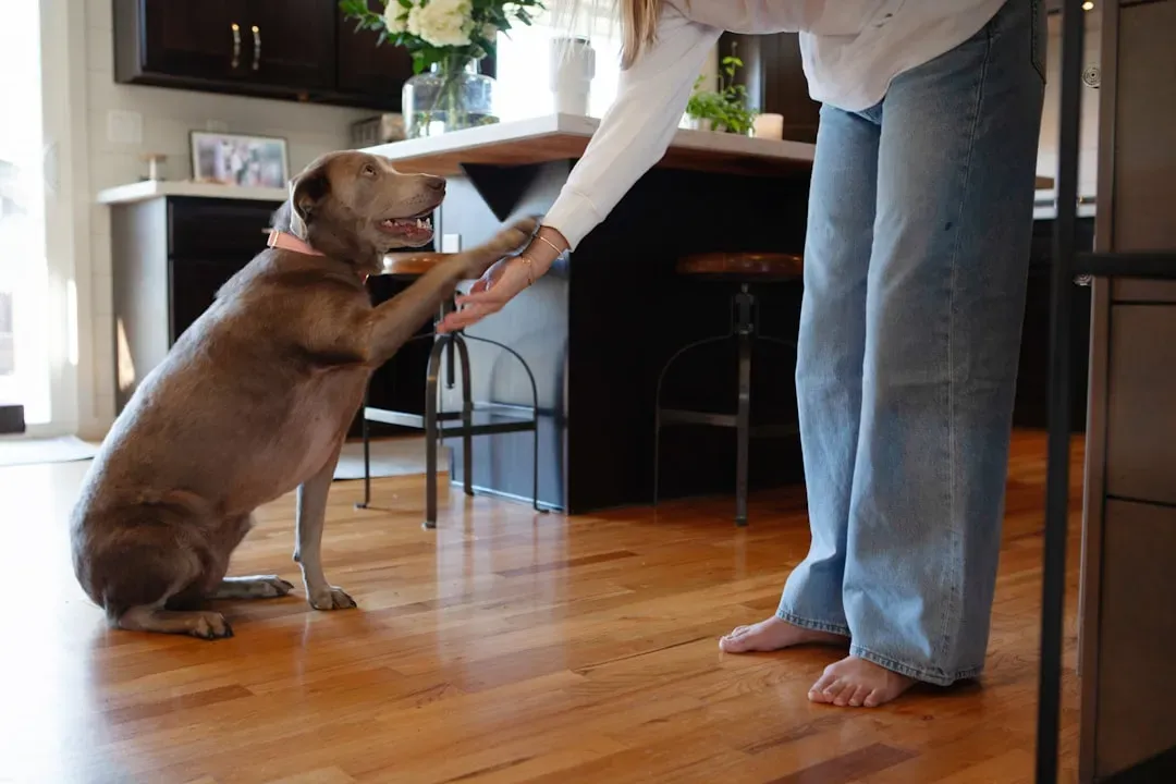 Long‑Term Recognition: How Long Can Dogs Actually Remember People? (Image Credits: Unsplash)