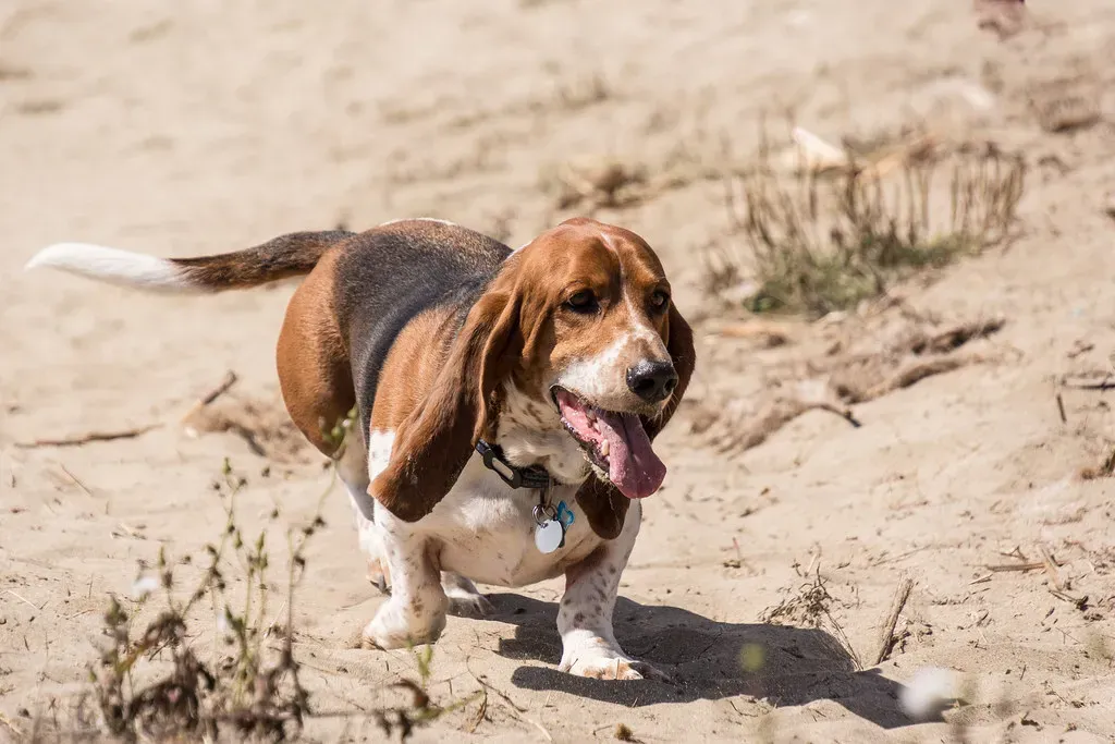 9. Basset Hound: The Deep-Voiced Howler (Image Credits: Flickr)
