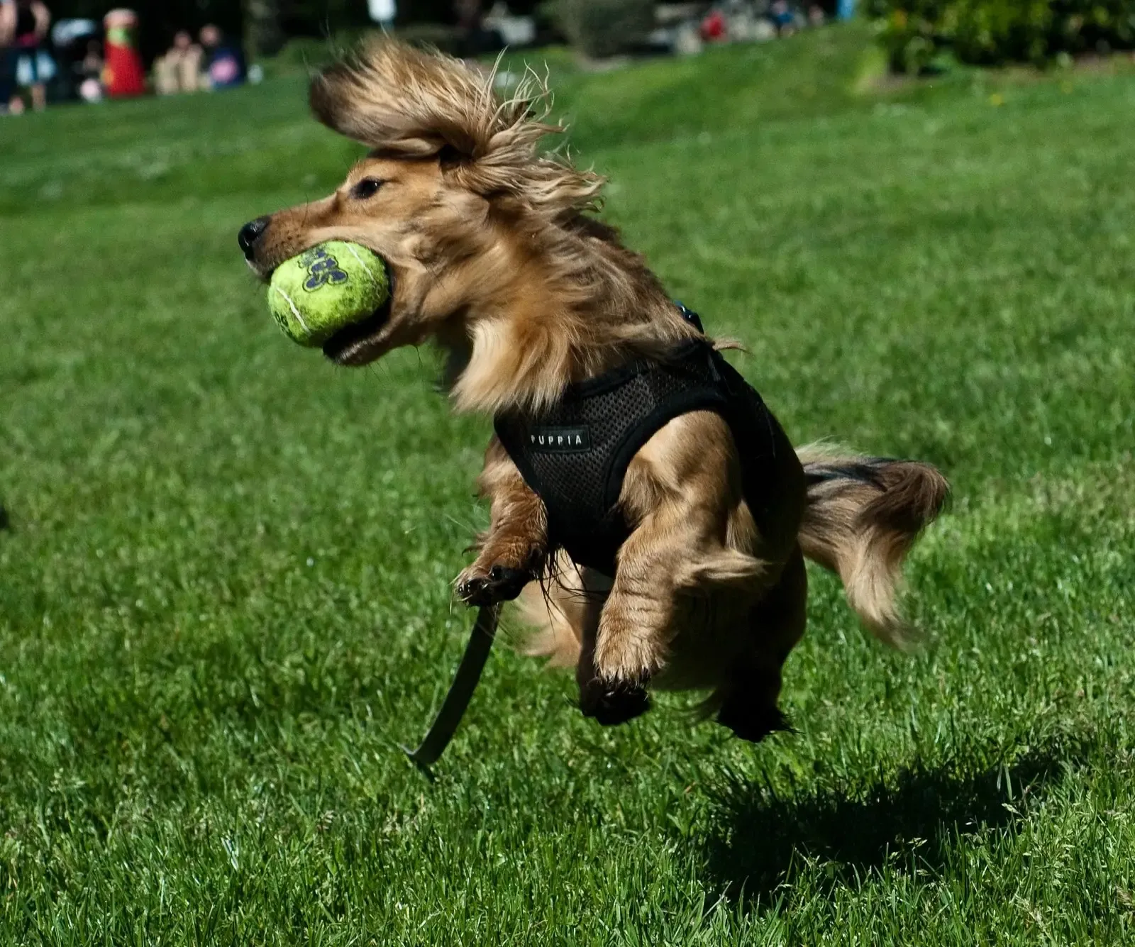 #9 - The Obsession With One Completely Disgusting Toy (Flickr: nice catch!, CC BY 2.0)