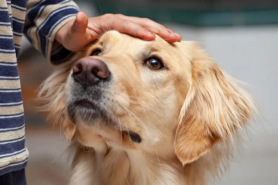 2. Golden Retriever: The Empathetic Friend Who Always Checks In on You (Image Credits: Pexels)