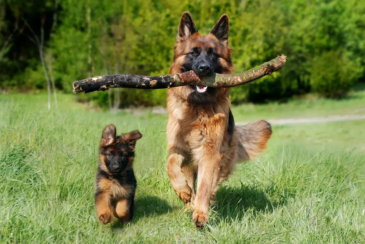 German Shepherd (Image Credits: Pixabay)