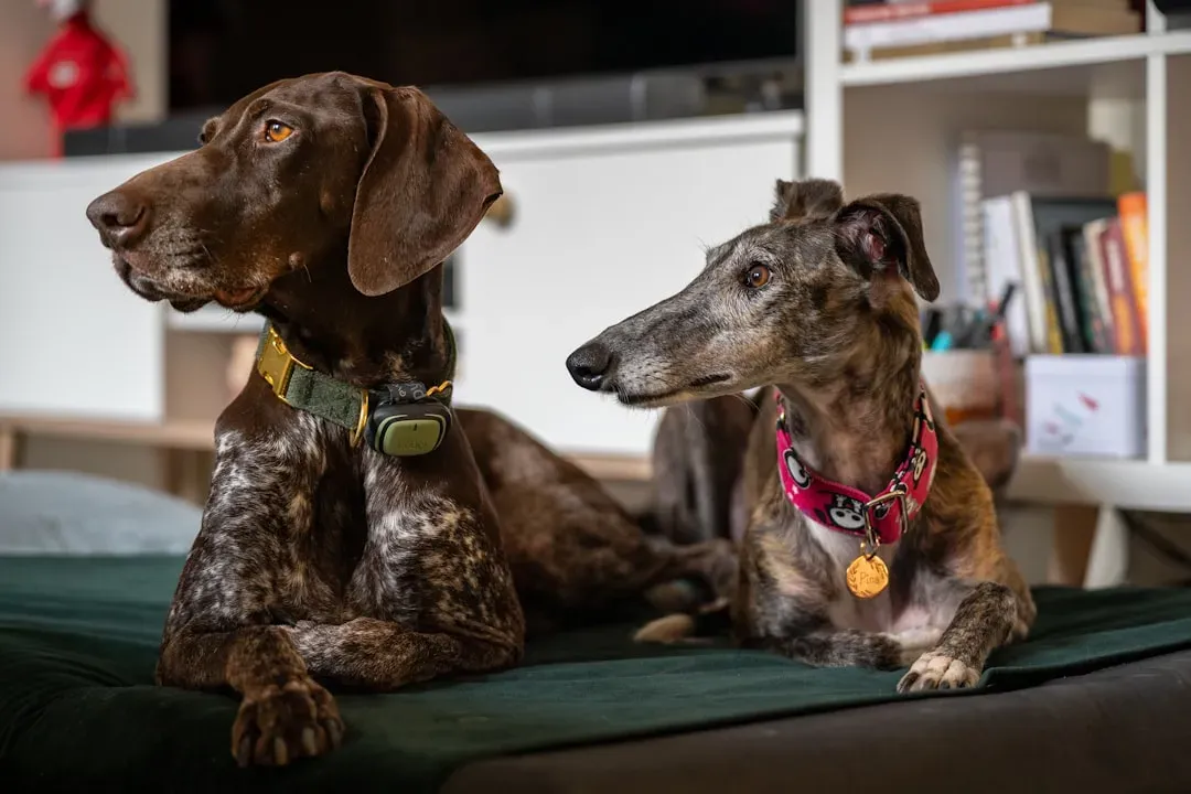 Libra and High-Energy Demanding Breeds (Image Credits: Unsplash)