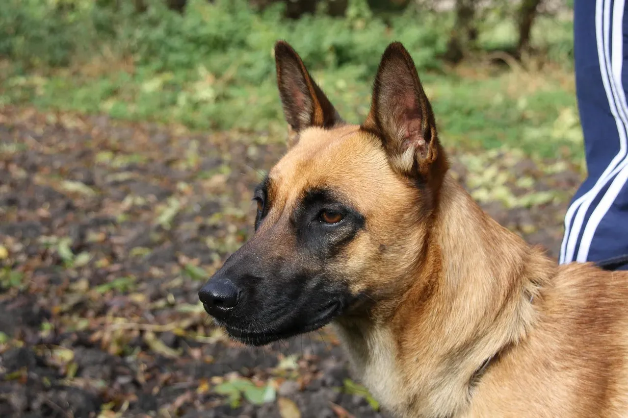 Belgian Malinois: The Elite Protector (Image Credits: Pixabay)