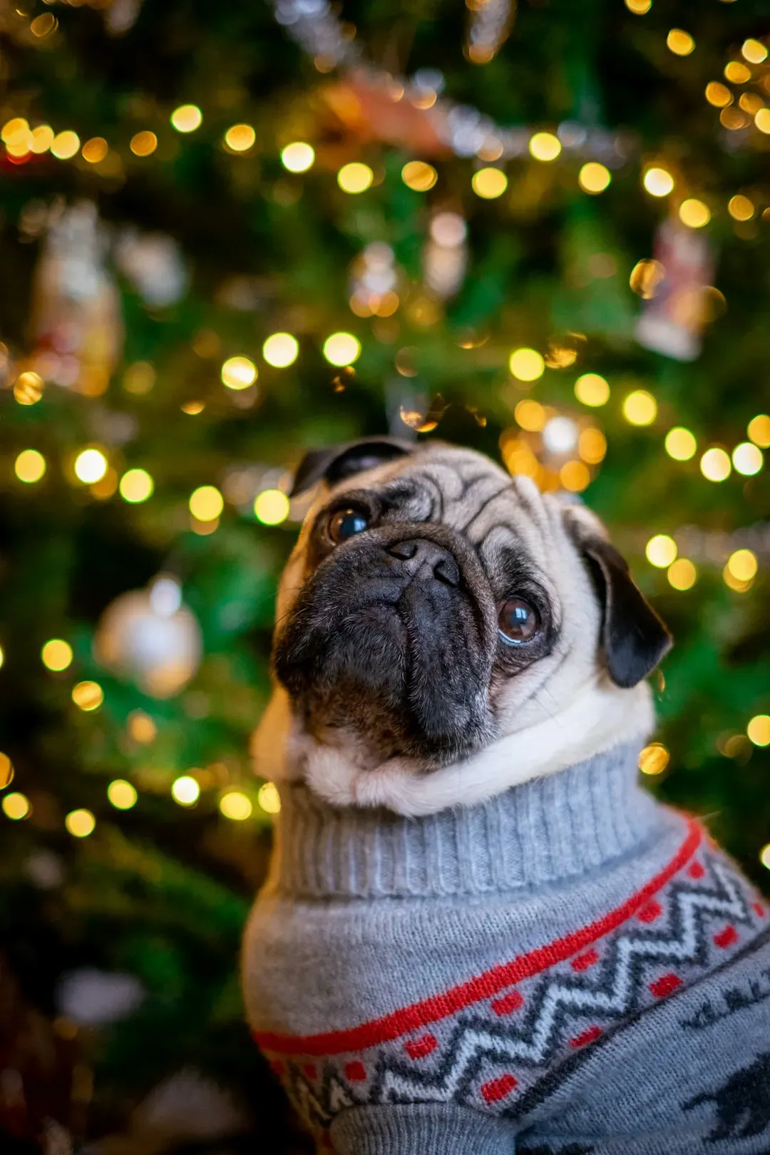 Pug: The Comical Companion (Image Credits: Unsplash)