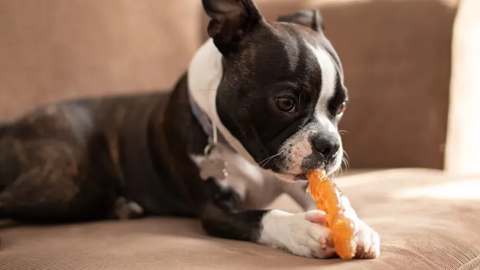 Carrots: Nature's Dental Chew (Image Credits: Pexels)