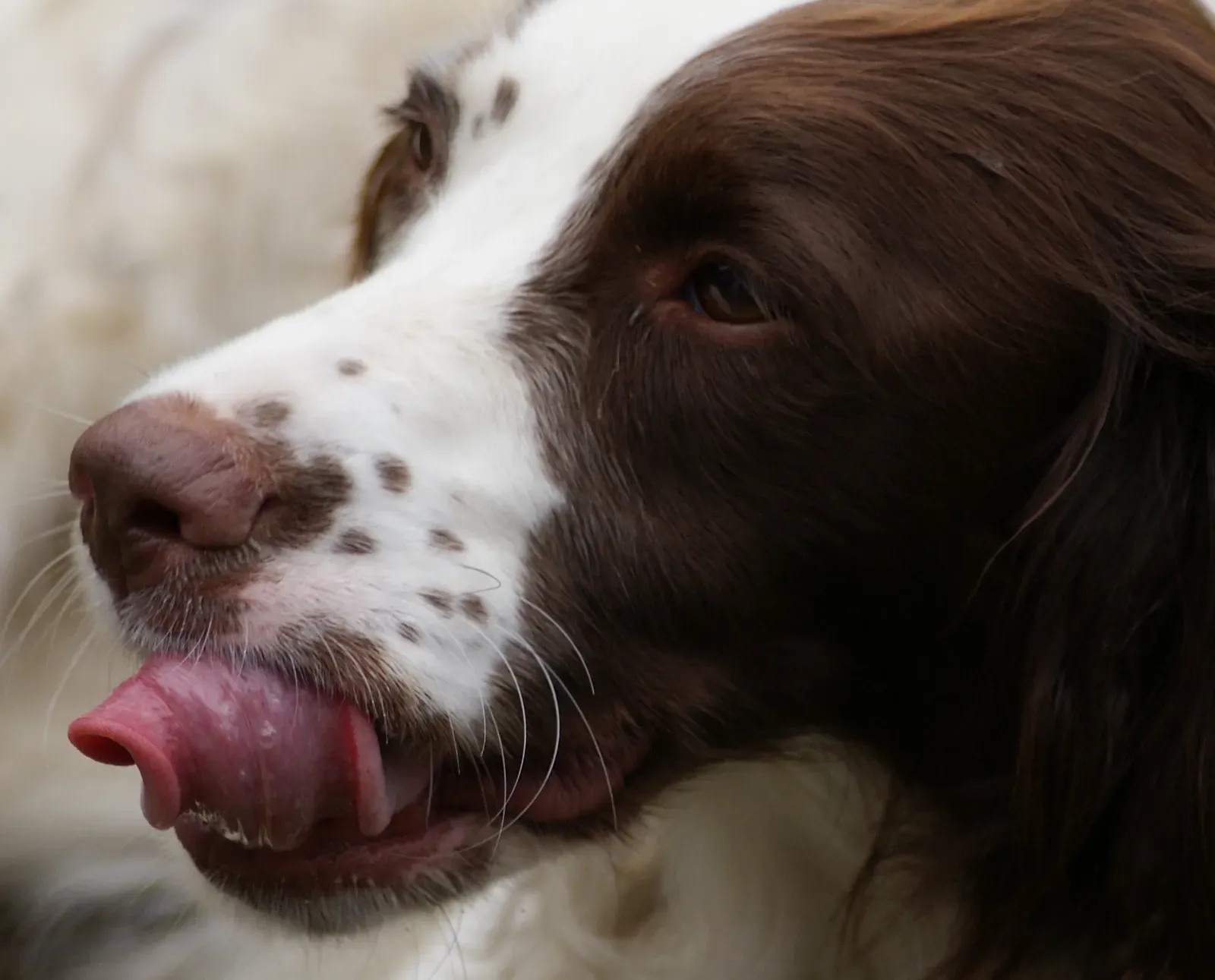Why Recognizing Lip Licking Can Deepen Your Bond With Your Dog (Flickr: Tongue Twister, CC BY 2.0)