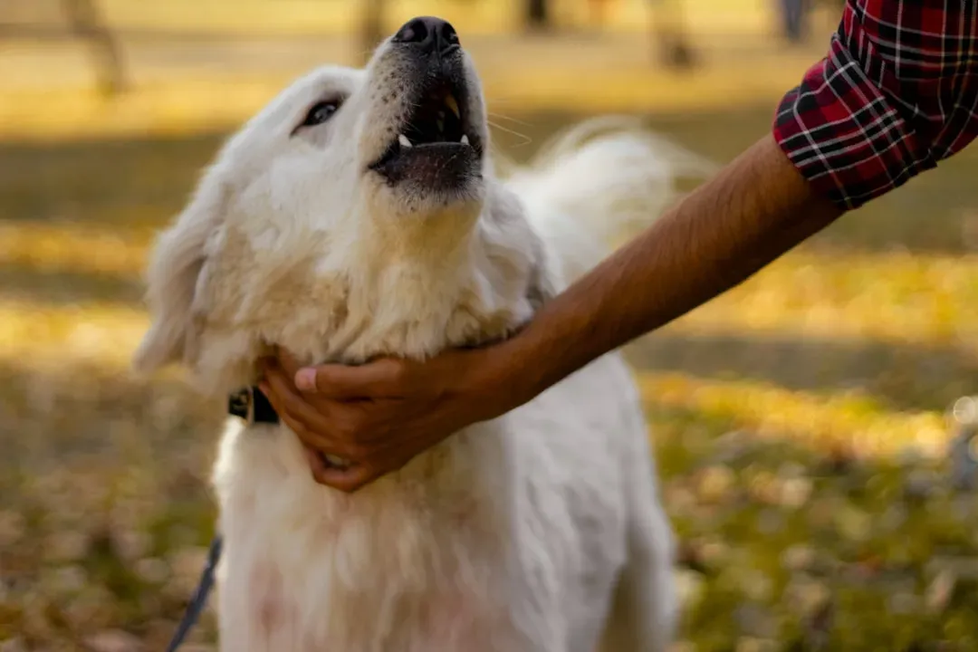 #5 - The Sound Test: Happy Talker or Distress Alarm (Image Credits: Unsplash)