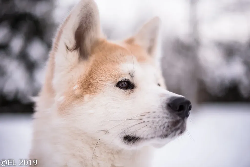 7. Akita: The Noble Snow Country Dog (Image Credits: Flickr)