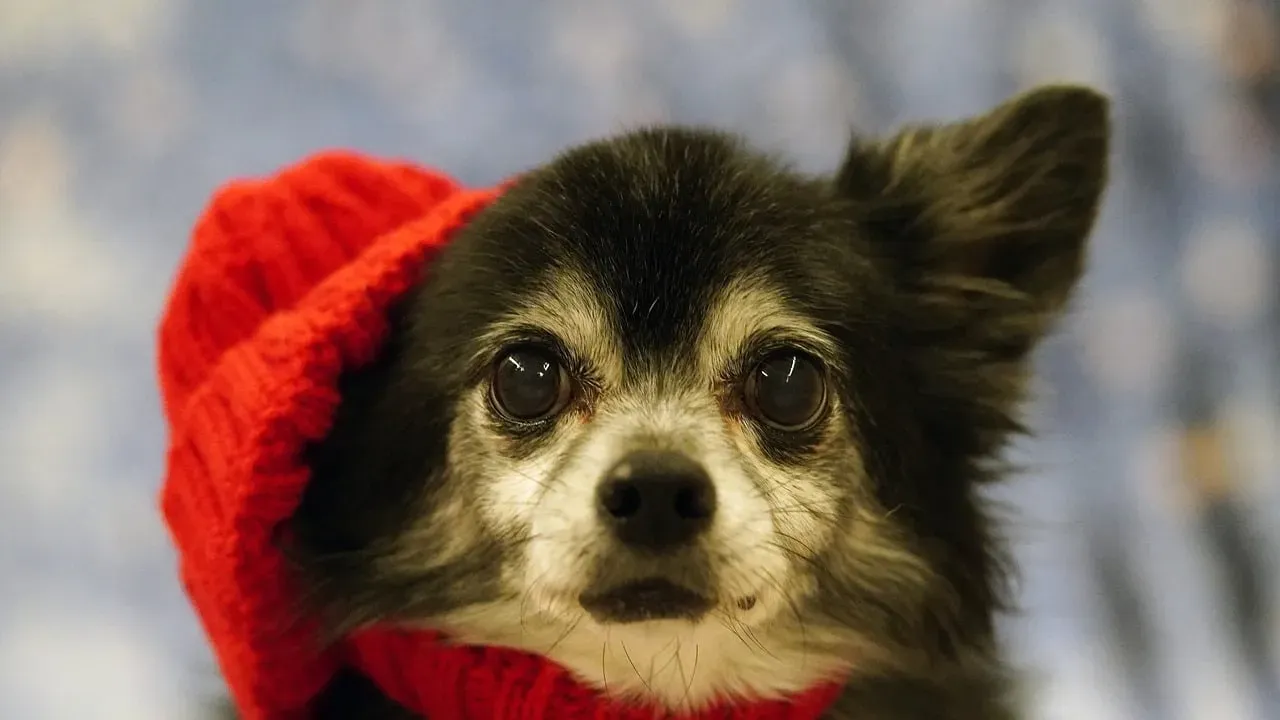 Chihuahuas: Tiny Bodies, Big Shivers (Image Credits: Pixabay)