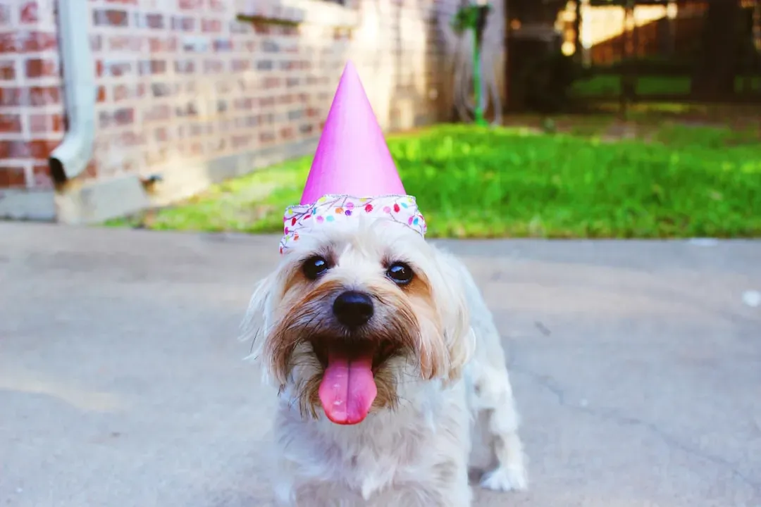 Libra: Aesthetic Dog Parties, Polite Human Celebrations (Image Credits: Unsplash)