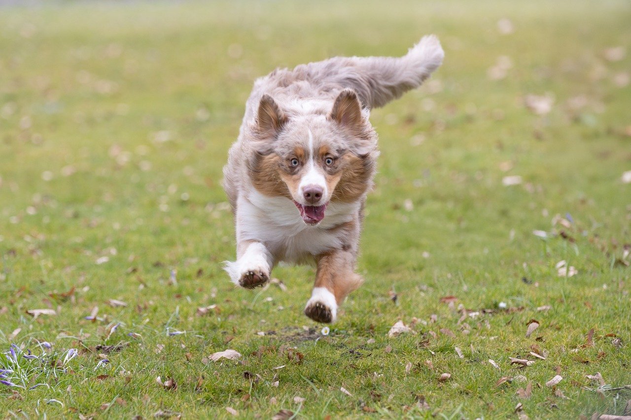 Australian Shepherd: The Mountain Companion (Image Credits: Pixabay)