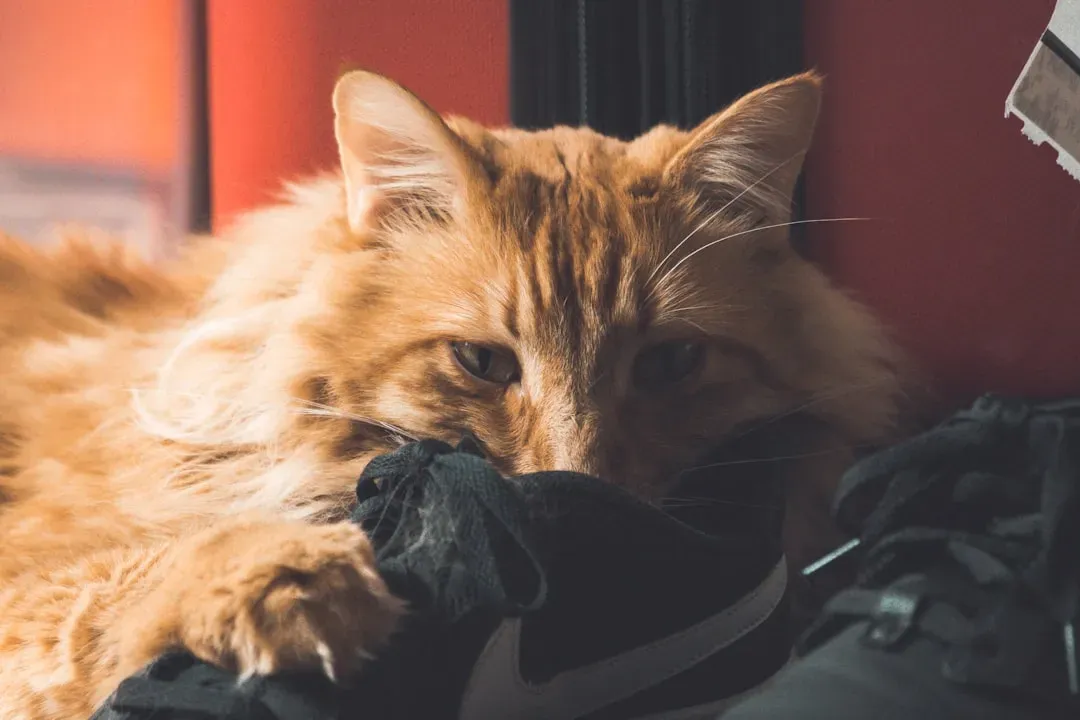 2. Which Other Animals You’ve Met (Friend or Foe) (Image Credits: Unsplash)