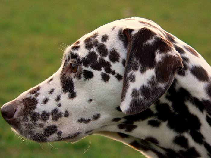 Cancer: Dalmatian - The Devoted Family Guardian (Image Credits: Wikimedia)