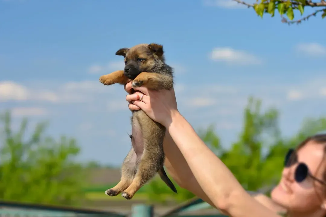 Health Changes and New Clingy Behavior (Image Credits: Unsplash)