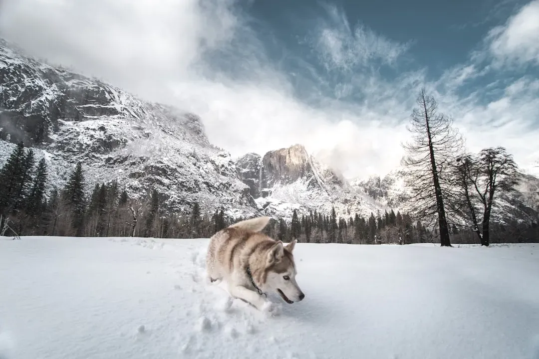 11. Siberian Husky – Born for Snow and Subzero Adventures (Image Credits: Unsplash)