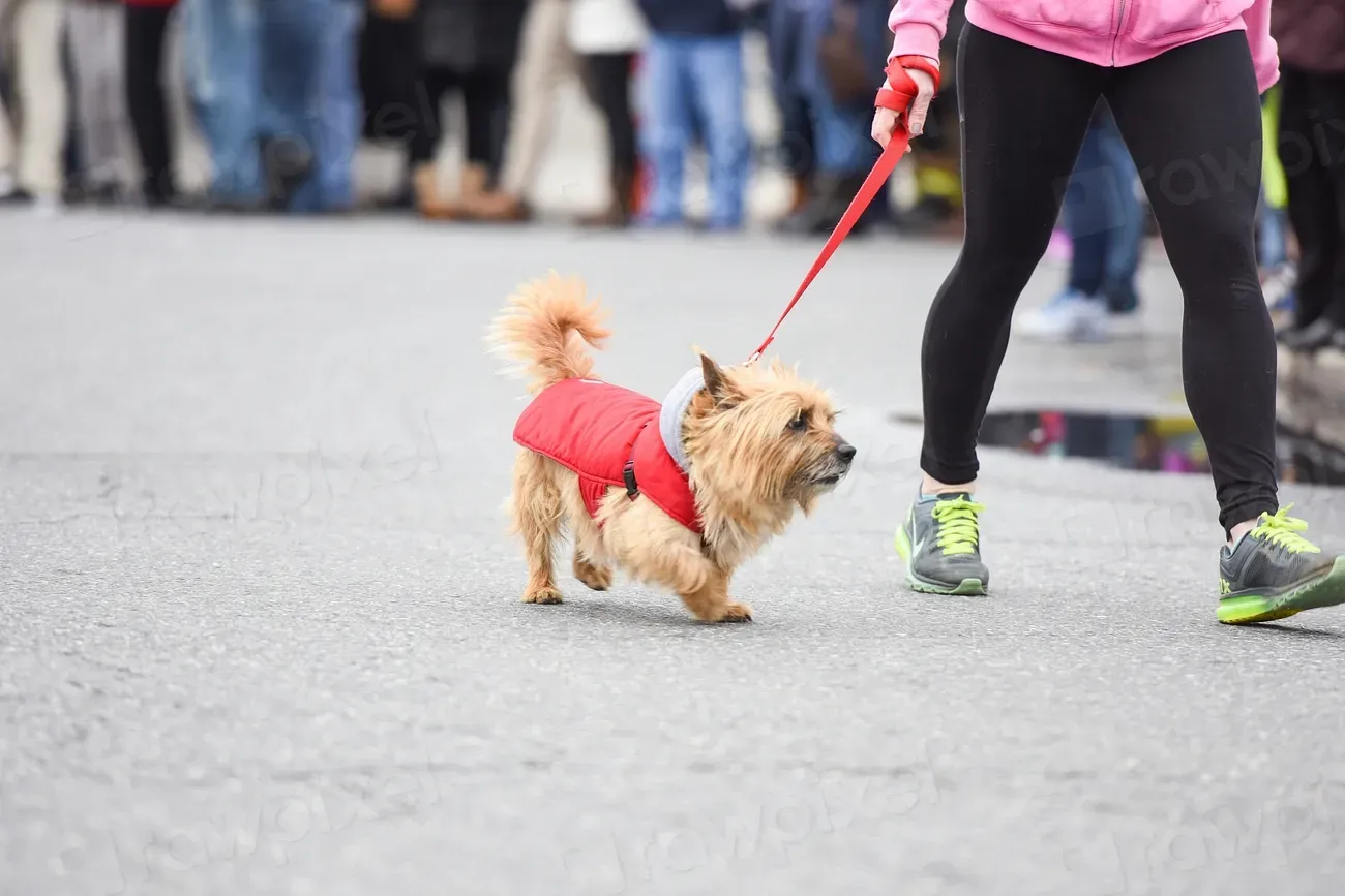 Over Exercising or Under Exercising Your Puppy (Image Credits: Rawpixel)