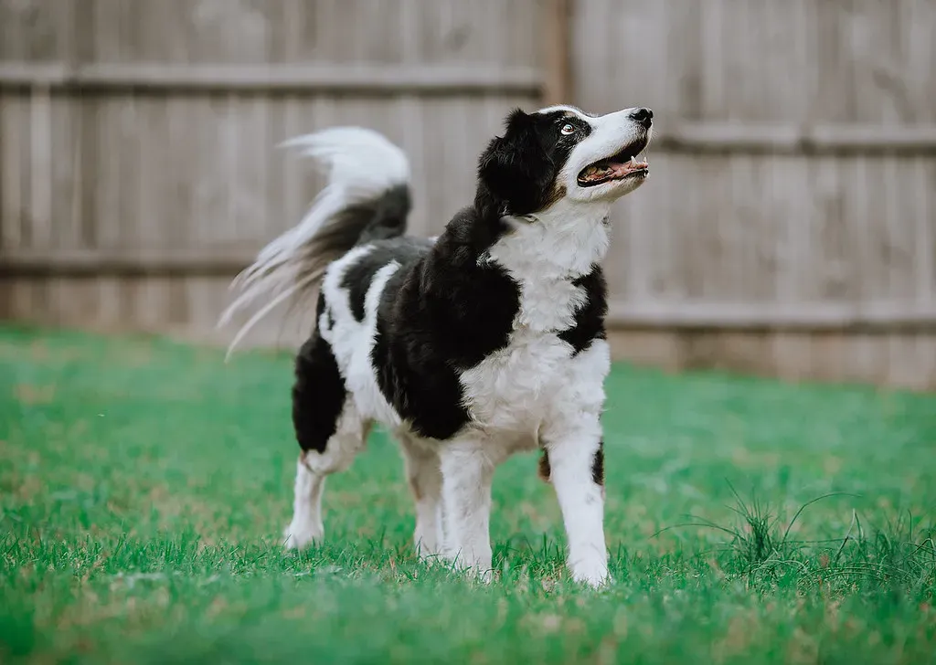 Mixed Breeds: Nature's Health Insurance (Image Credits: Flickr)