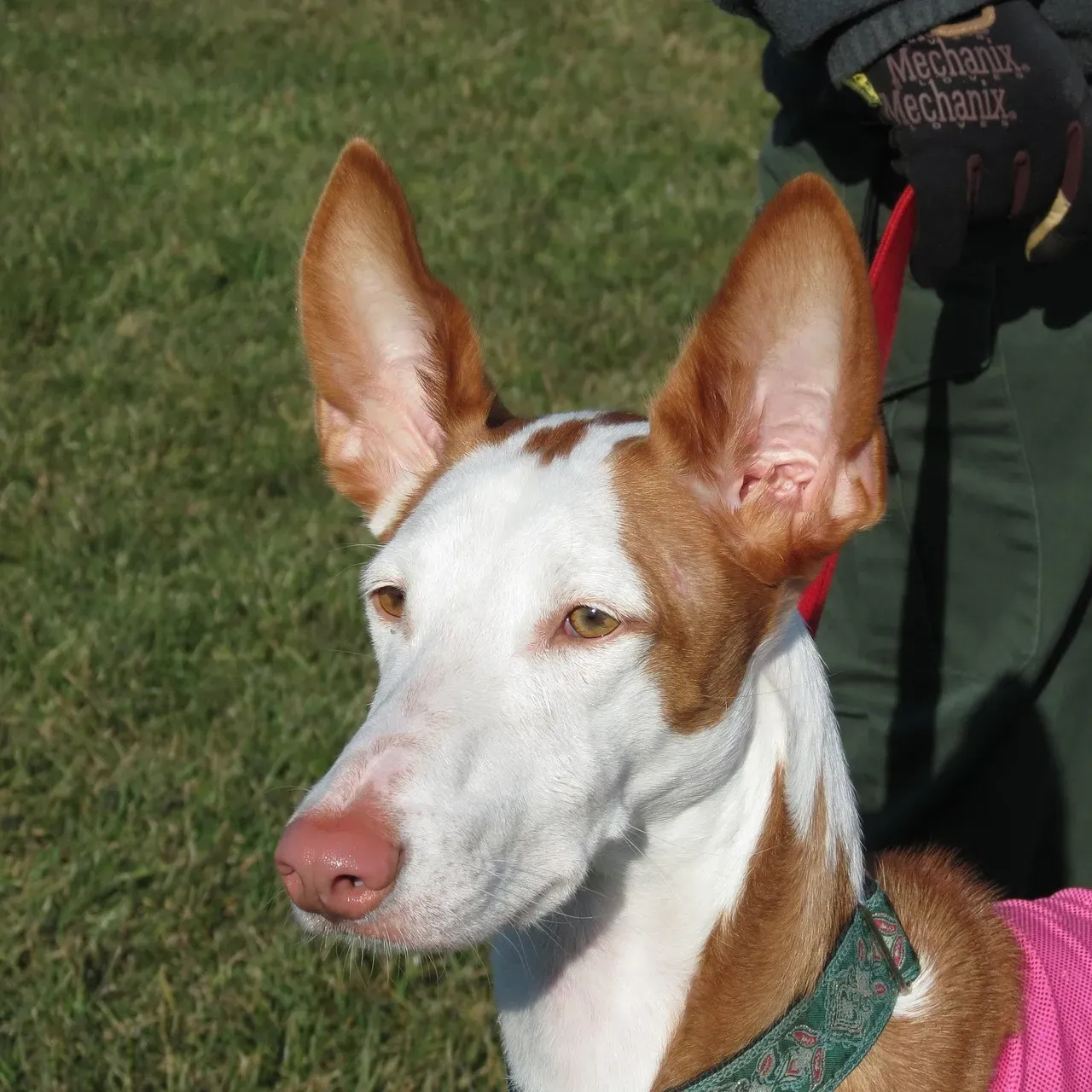 13. Ibizan Hound – Light Frame, Light Coat (Image Credits: Pixabay)