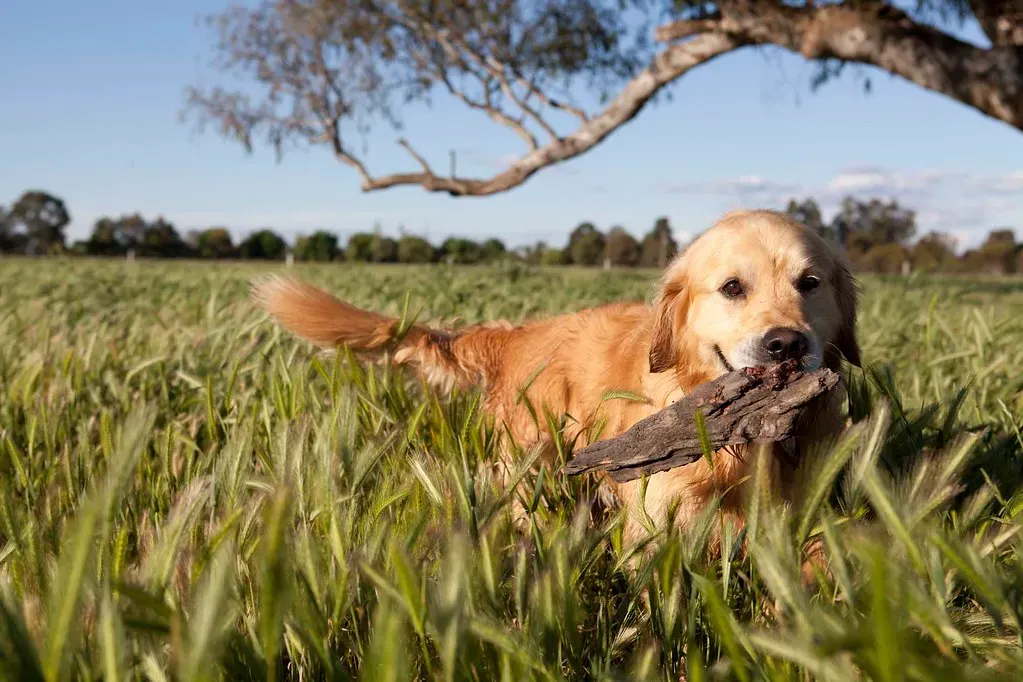 Misread #5: They Misread Our Emotional Projections as Accurate Reads of Them (sprout_creative, Flickr, CC BY 2.0)