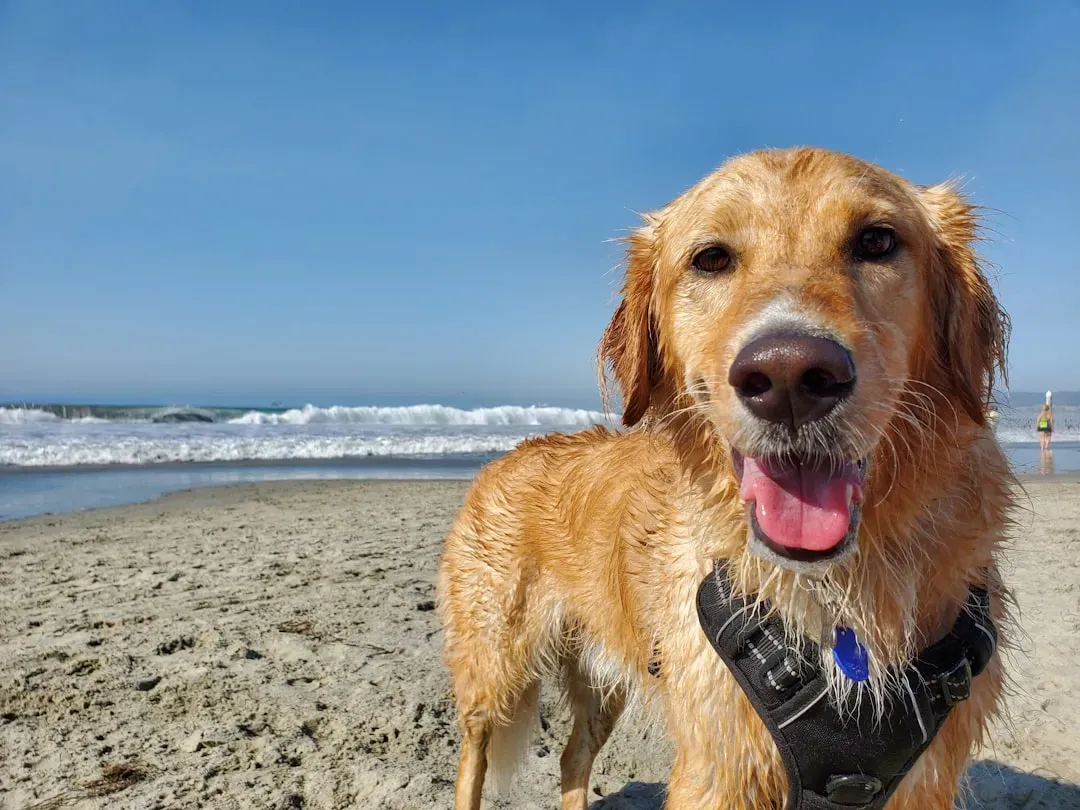 #7 - Accepting That Wet Dog Smell Is Now a Lifestyle (Image Credits: Unsplash)