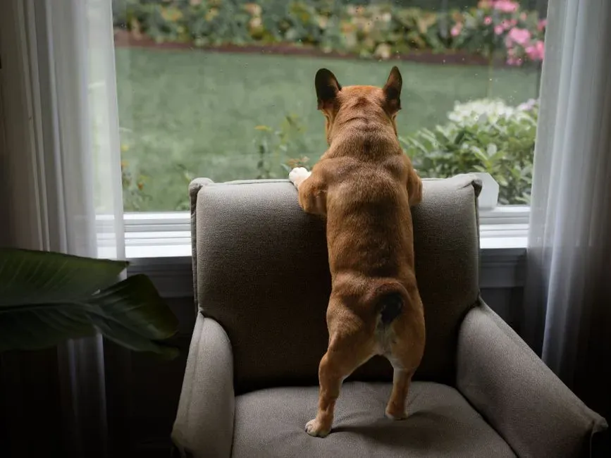 13. Letting Them Watch You Get Ready to Leave (Image Credits: Pexels)
