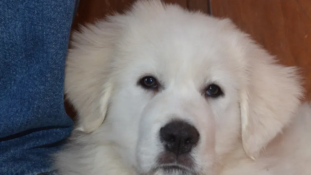 6. Leaning Against You (Aiko, Thomas & Juliette+Isaac, Flickr, CC BY 2.0)