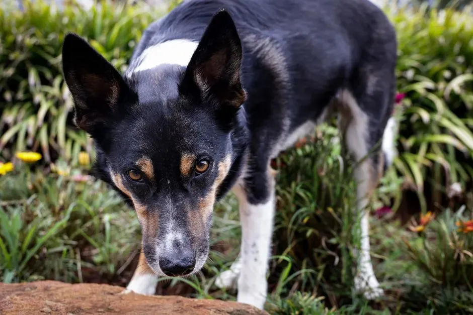 Conclusion: Embracing the Canine Perspective (Image Credits: Pexels)