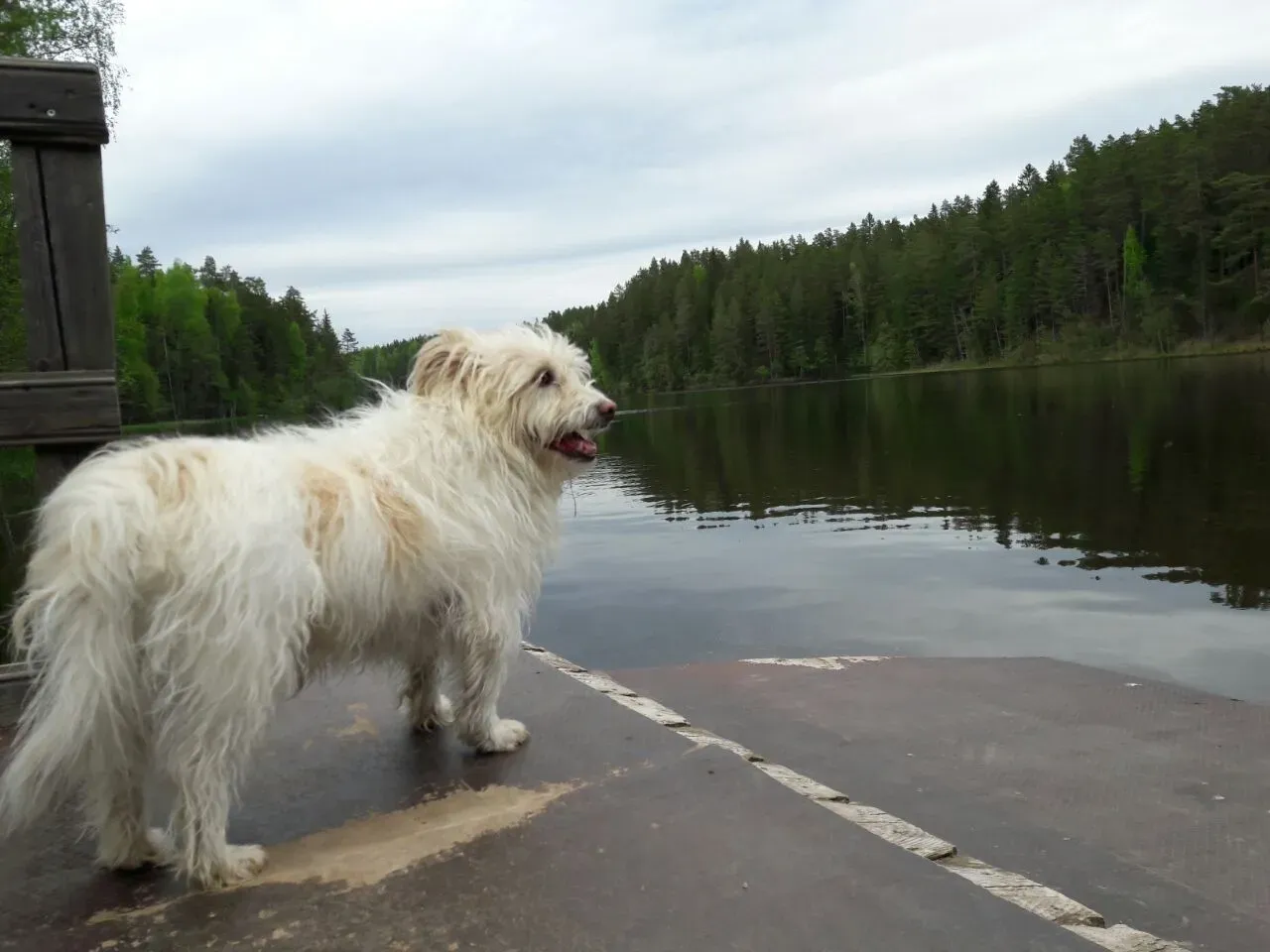 Leaving Them Alone Too Long Without Preparation (Image Credits: Wikimedia)